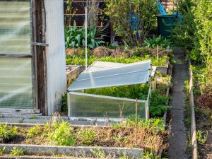 photo of a coldframe