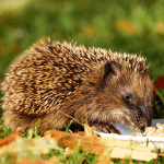 Hedgehog eating food in a garden on a sunny autumn day