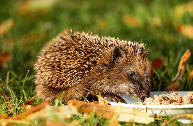 Hedgehog eating food in a garden on a sunny autumn day