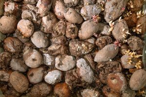Photo composting bins