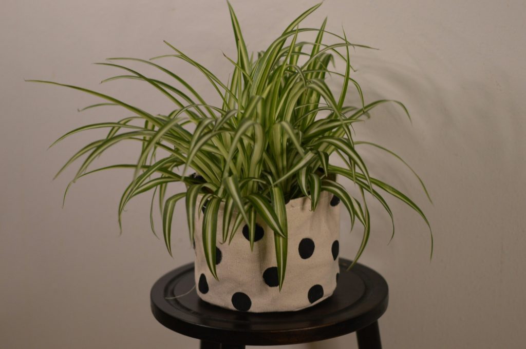 Spider plant in a white pot with black polka dots on a stool