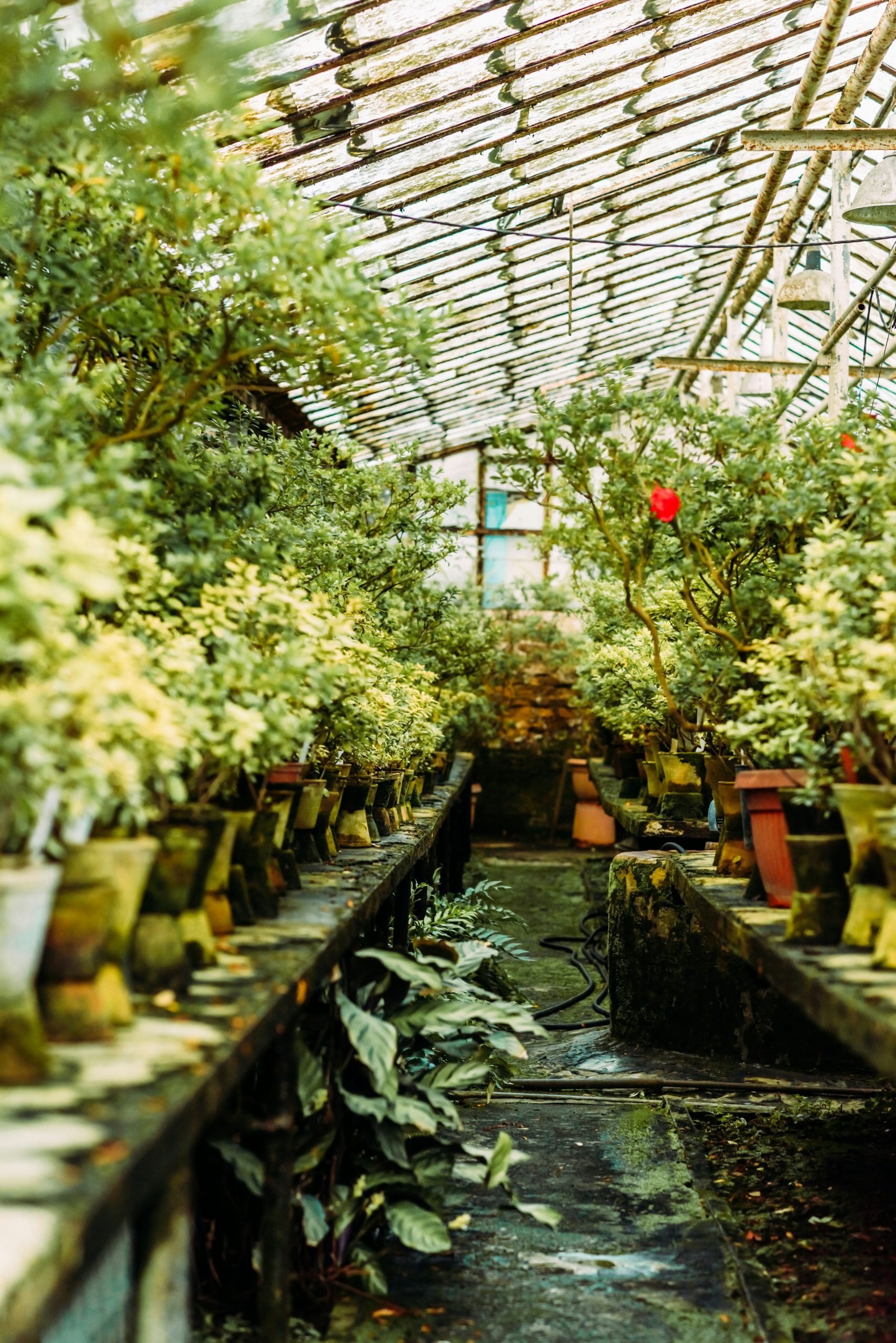 Sustainable Greenhouse: Maximizing Yield and Minimizing Environmental ...