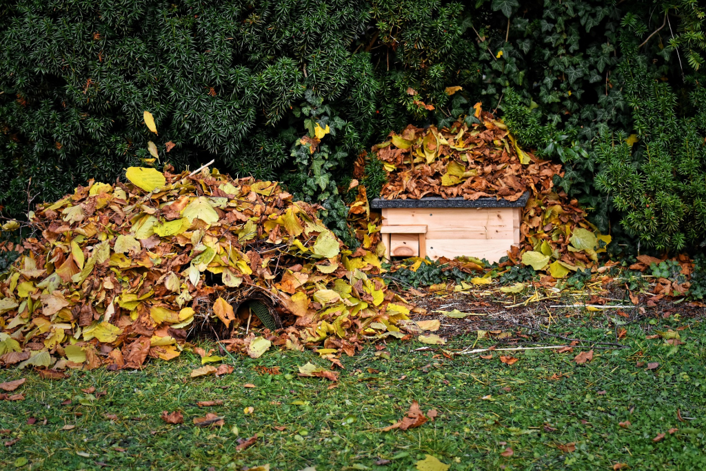 Hedgehog house and leaf piles in a wildlife-friendly garden during autumn