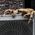 Photo "summer without ac"