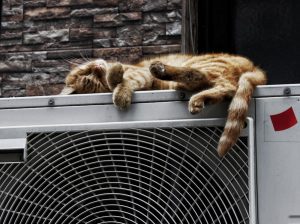 Photo "summer without ac"