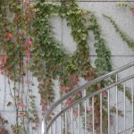 Photo Vertical garden