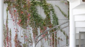 Photo Vertical garden