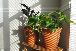 Photo Houseplants