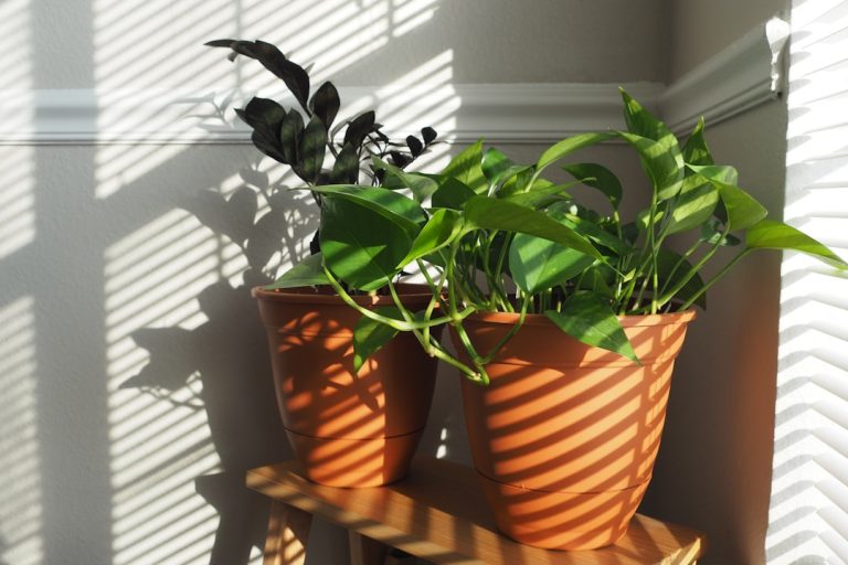 Photo Houseplants