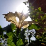 Photo Flowering plants