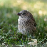 Photo 1 Pond 2 Wildlife