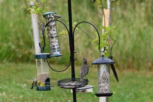 Photo Bird feeder
