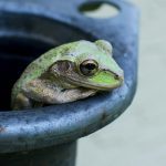 frog on grey pipe