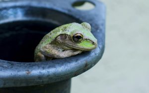 frog on grey pipe