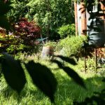 garden through leaves