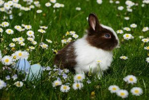 Rabbit sitting in grass