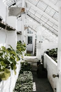 white green house
