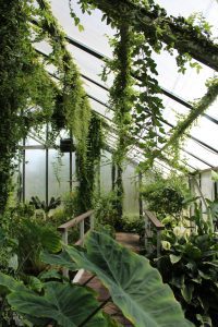 greenhouse