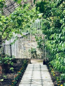photo from inside a green house