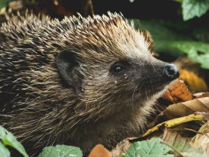 hedgehod in leaves